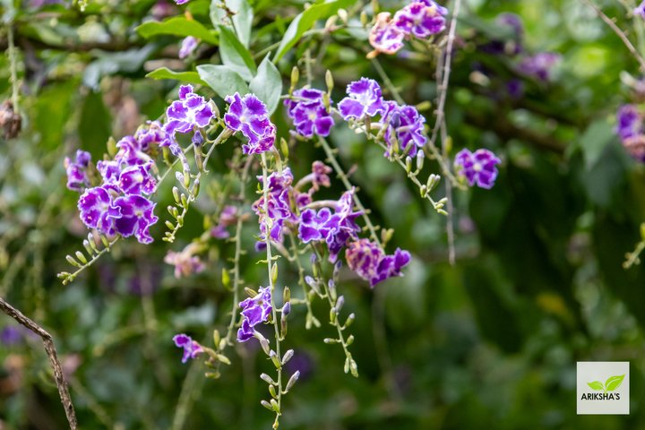 Duranta Sapphire Showers