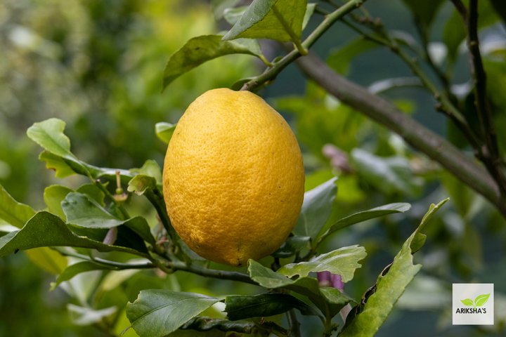 Lemons