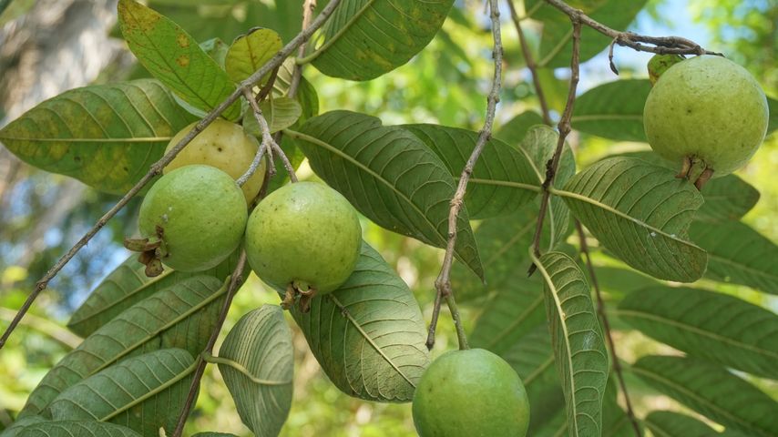 Guava