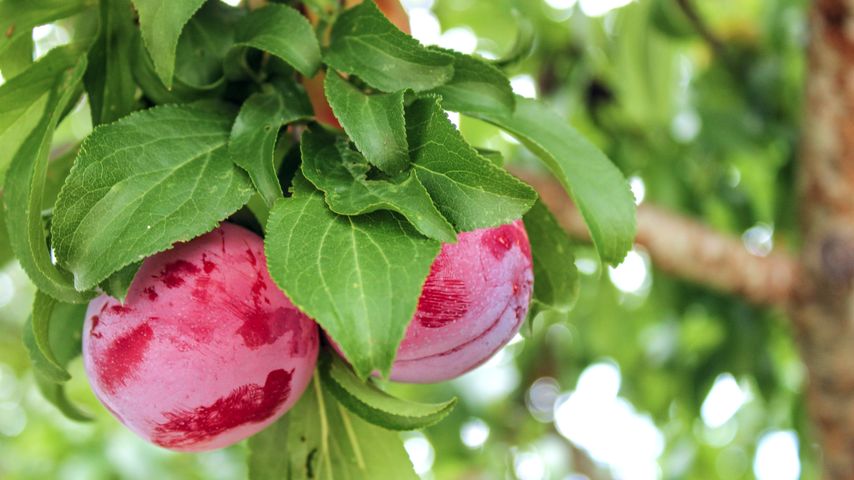 Plums 