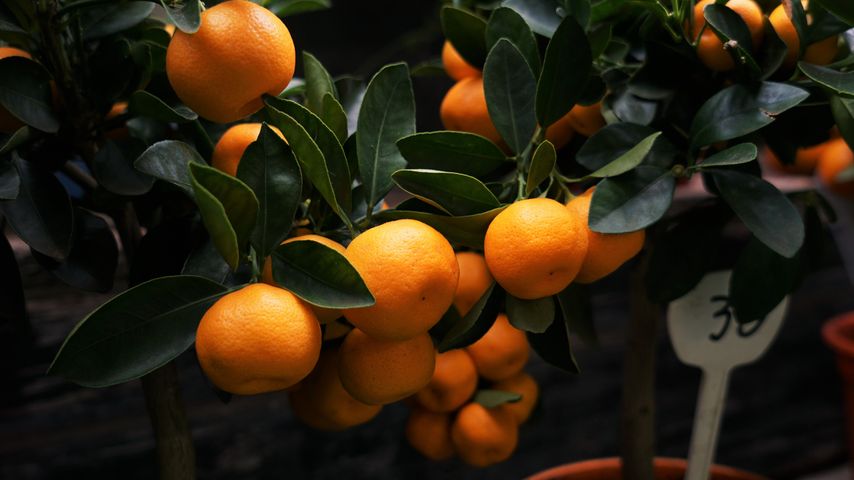 Oranges