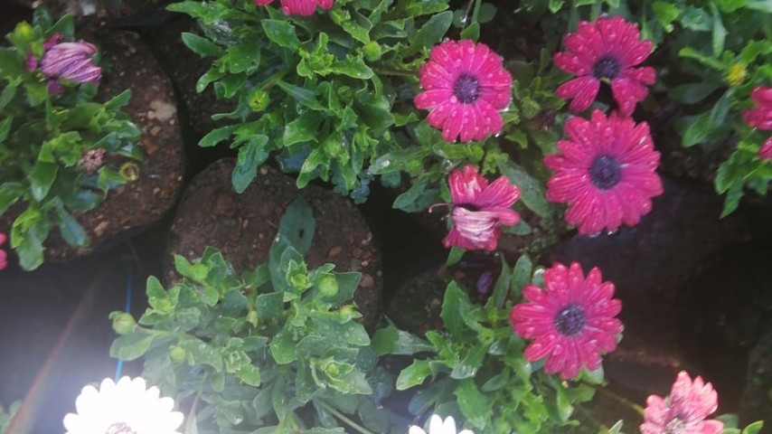 Hybrid African Daisies