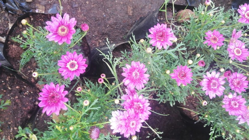 Bright Daisies
