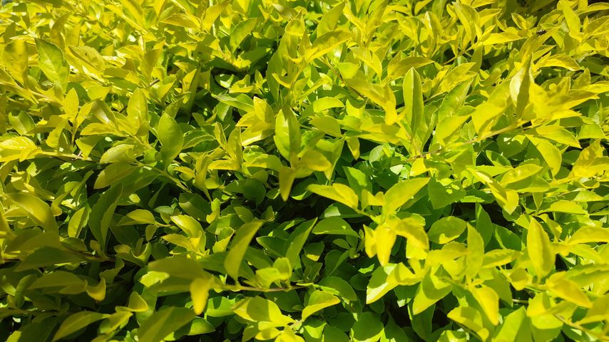 Sheena'a gold (Duranta erecta)