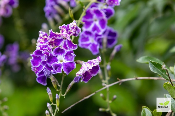 Duranta Sapphire Showers
