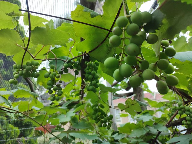 Grape